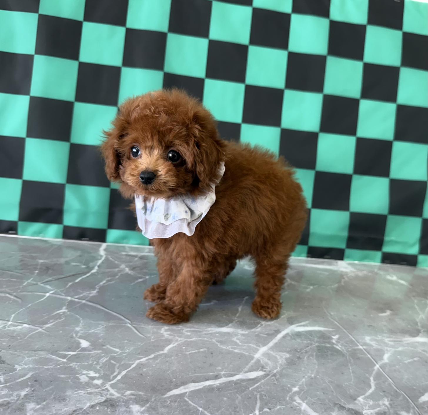 大阪府のトイプードル(ティーカップ) (ぱぴぷぺっと大阪店/2025年9月16日生まれ/男の子/レッド)の子犬の2枚目の画像