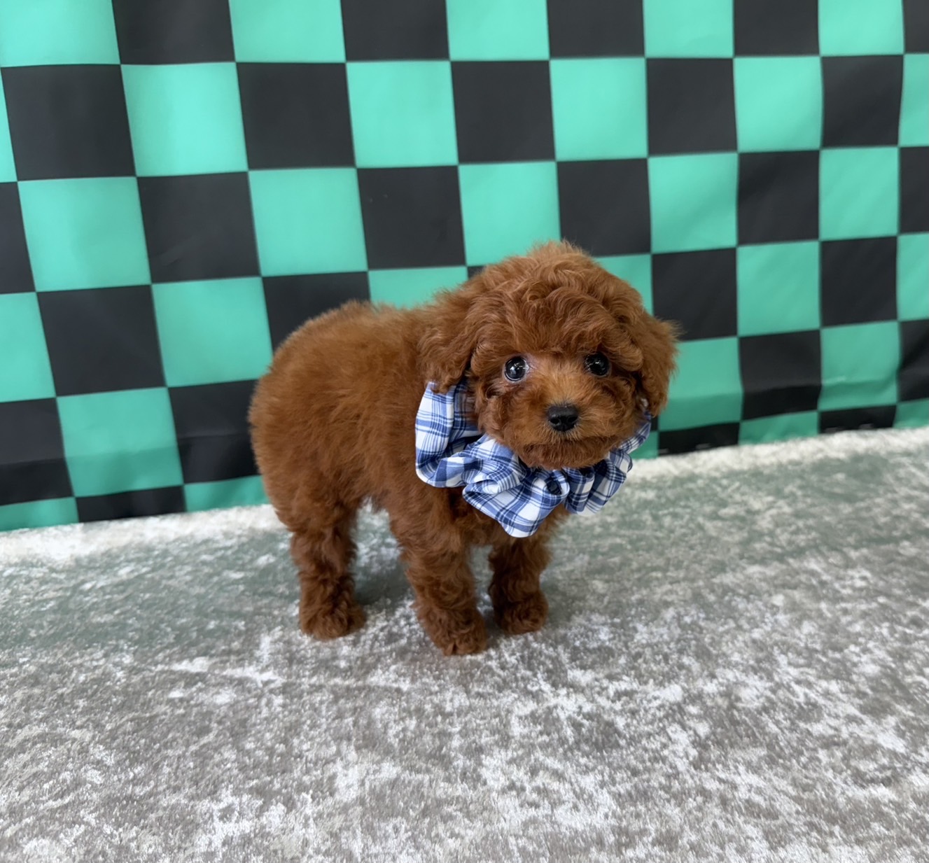 大阪府のトイプードル(ティーカップ) (ぱぴぷぺっと大阪店/2025年9月16日生まれ/男の子/レッド)の子犬の3枚目の画像