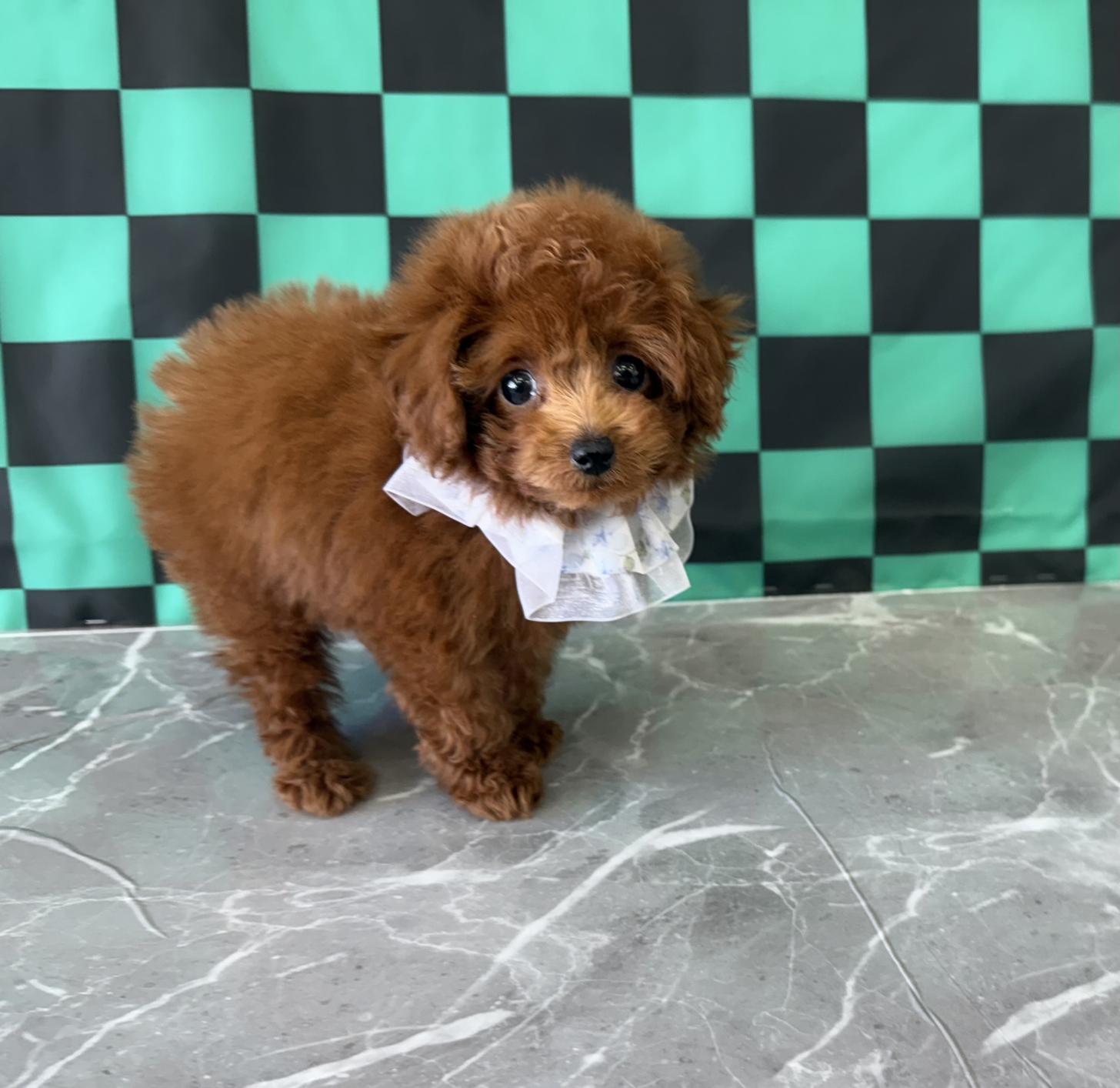 大阪府のトイプードル(ティーカップ) (ぱぴぷぺっと大阪店/2025年9月16日生まれ/男の子/レッド)の子犬の3枚目の画像