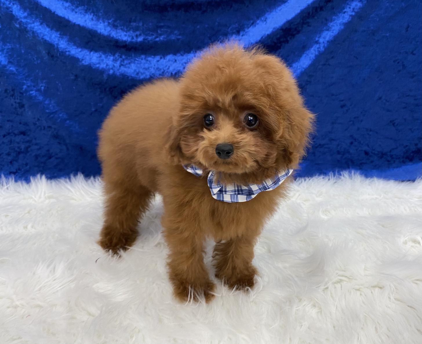 大阪府のトイプードル(ティーカップ) (ぱぴぷぺっと大阪店/2025年9月16日生まれ/男の子/レッド)の子犬の4枚目の画像