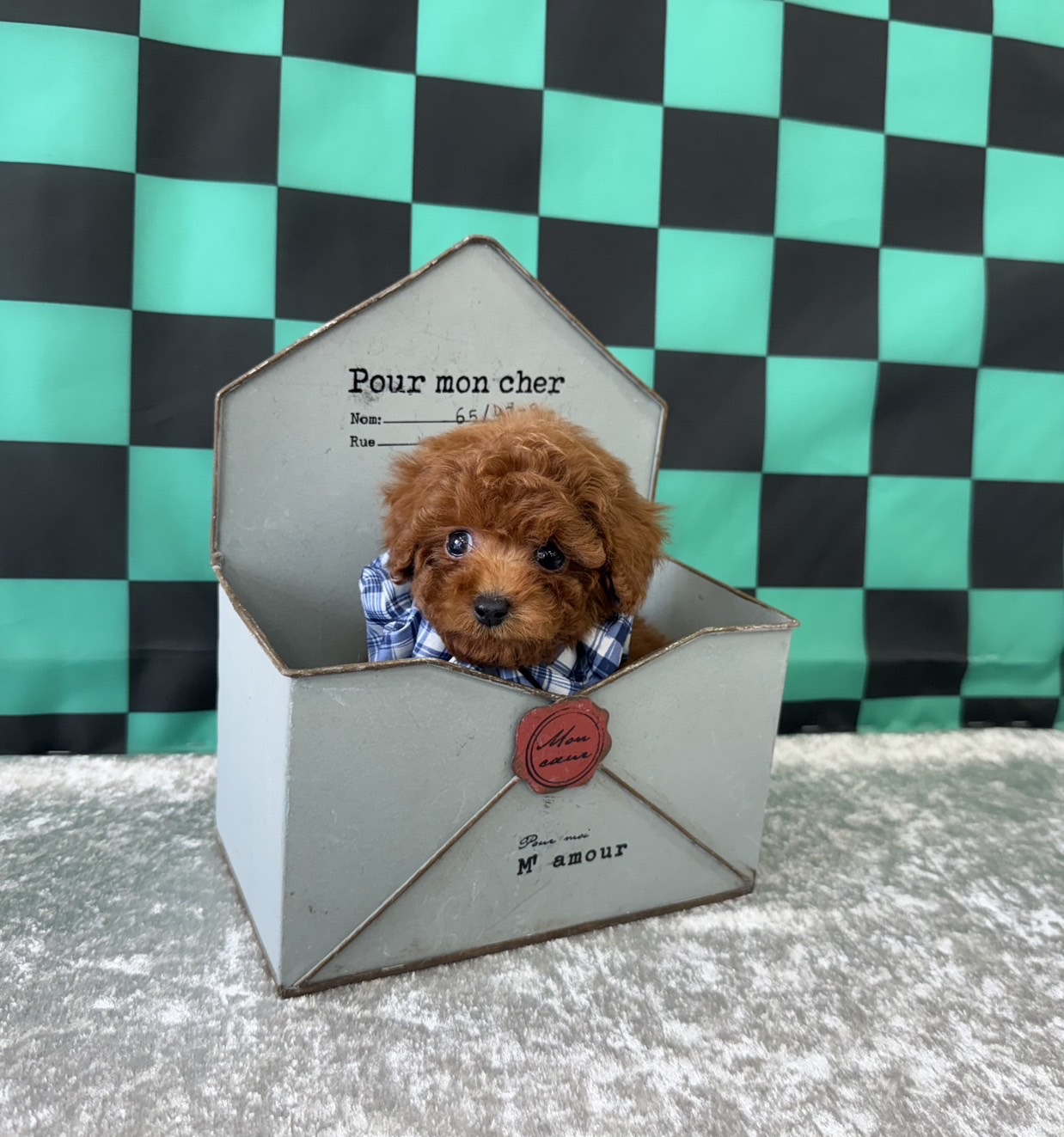 大阪府のトイプードル(ティーカップ) (ぱぴぷぺっと大阪店/2025年9月16日生まれ/男の子/レッド)の子犬の4枚目の画像