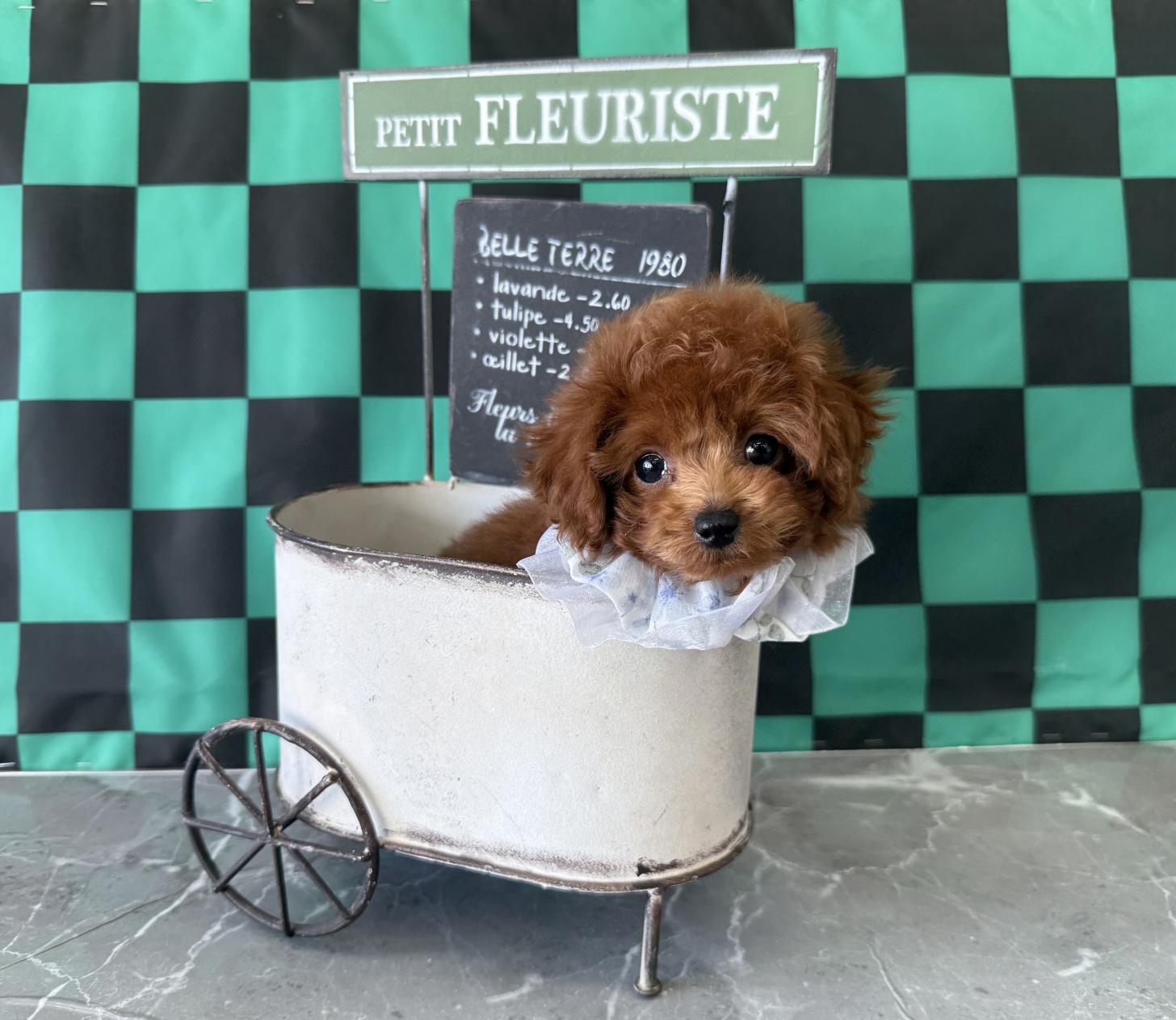 大阪府のトイプードル(ティーカップ) (ぱぴぷぺっと大阪店/2025年9月16日生まれ/男の子/レッド)の子犬の4枚目の画像