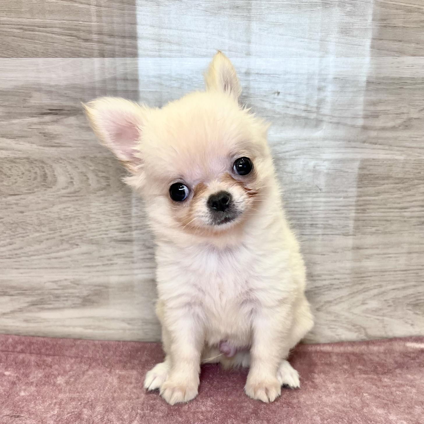 岐阜県のチワワ(ロング) (ペッツビレッジ大垣店/2026年5月25日生まれ/男の子/クリーム)の子犬