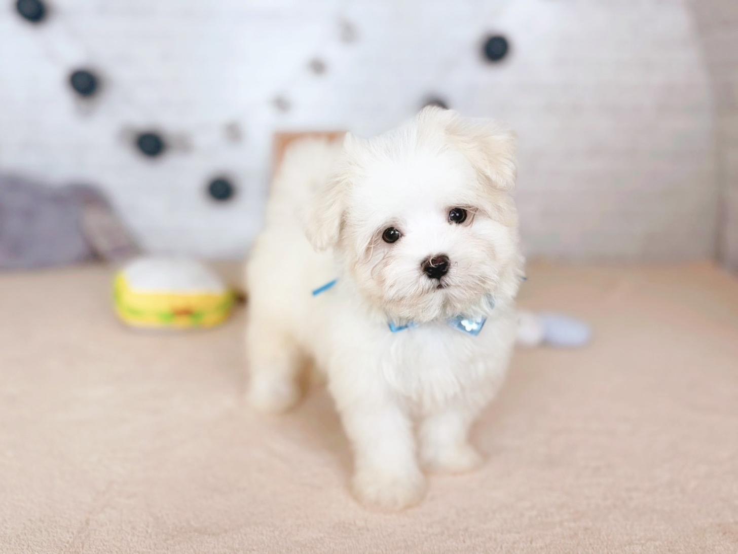 北海道のマルチーズ (ペットショップだんぼ/2025年9月22日生まれ/男の子/ホワイト)の子犬の1枚目の画像