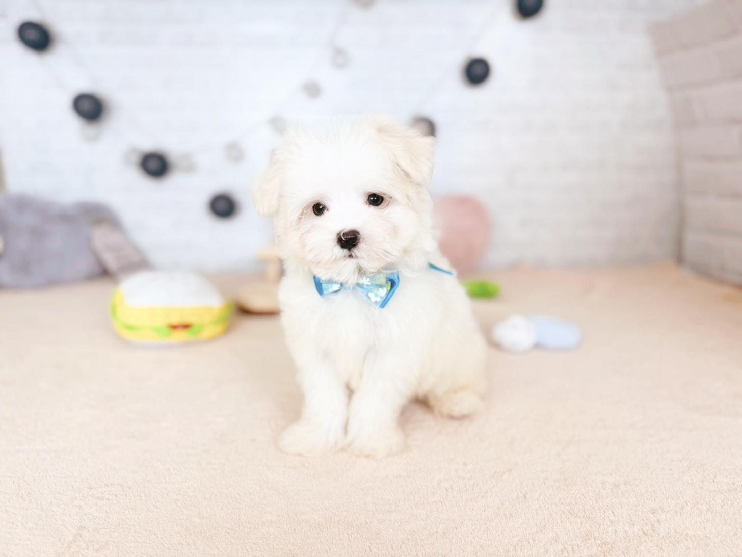 北海道のマルチーズ (ペットショップだんぼ/2025年9月22日生まれ/男の子/ホワイト)の子犬の2枚目の画像