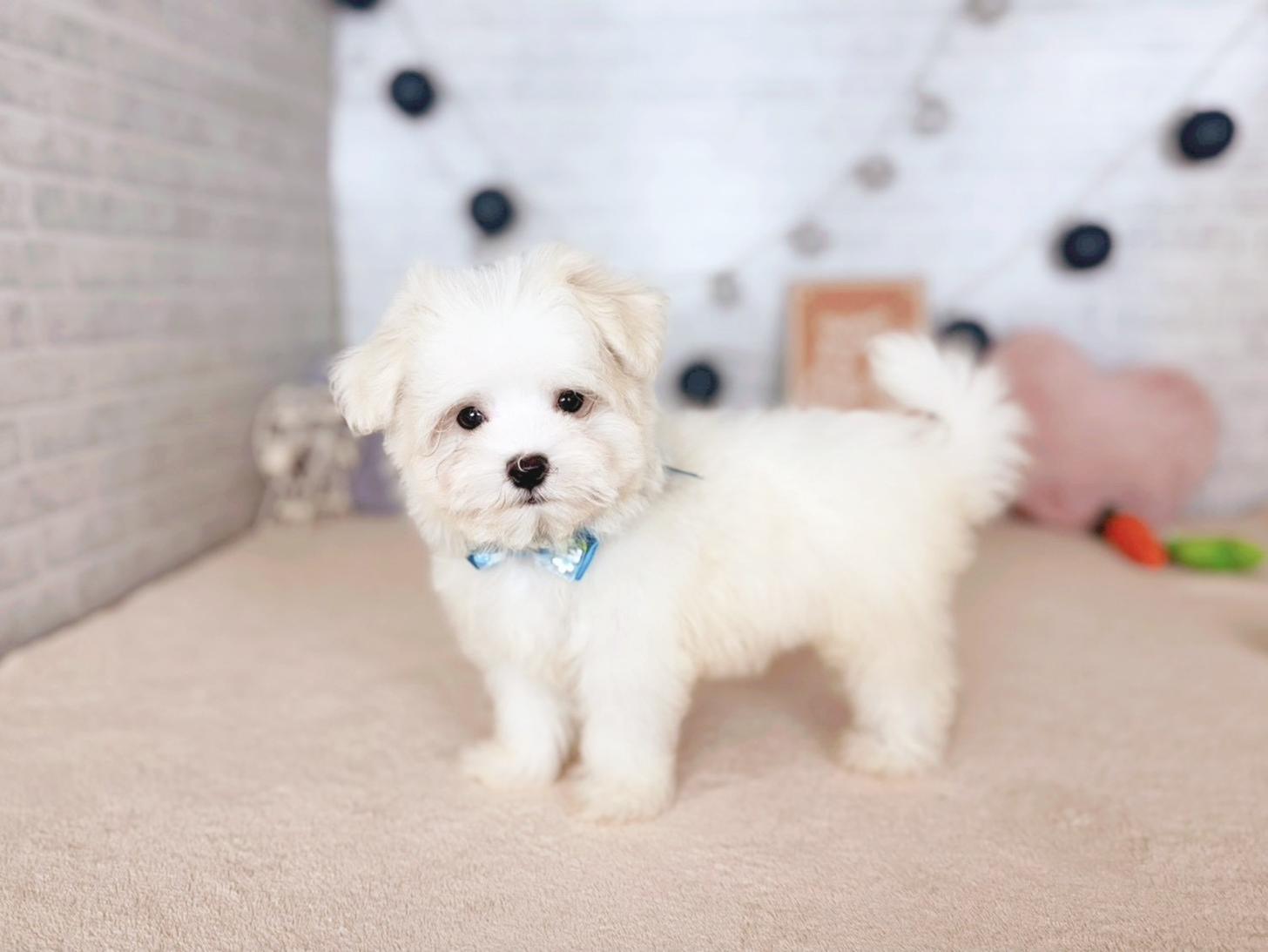 北海道のマルチーズ (ペットショップだんぼ/2025年9月22日生まれ/男の子/ホワイト)の子犬の3枚目の画像