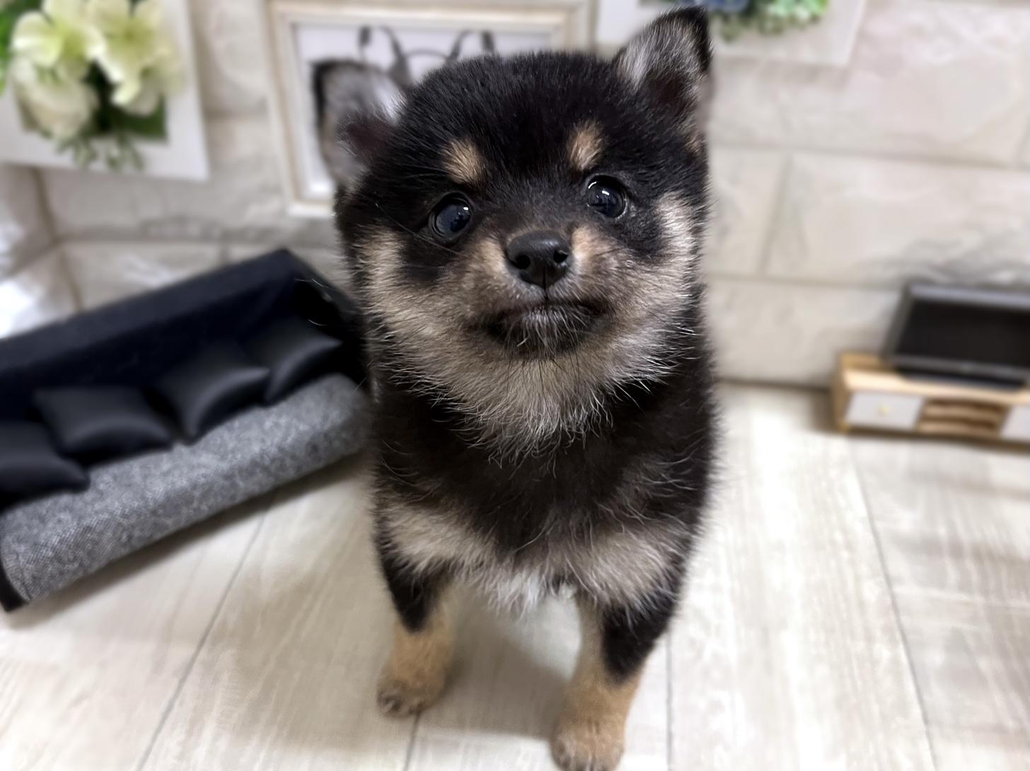 和歌山県のポメ柴/豆ポメ/ポメ豆柴(ポメラニアン×柴犬) (DOGMAN和歌山店/2025年11月15日生まれ/女の子/黒)の子犬の1枚目の画像