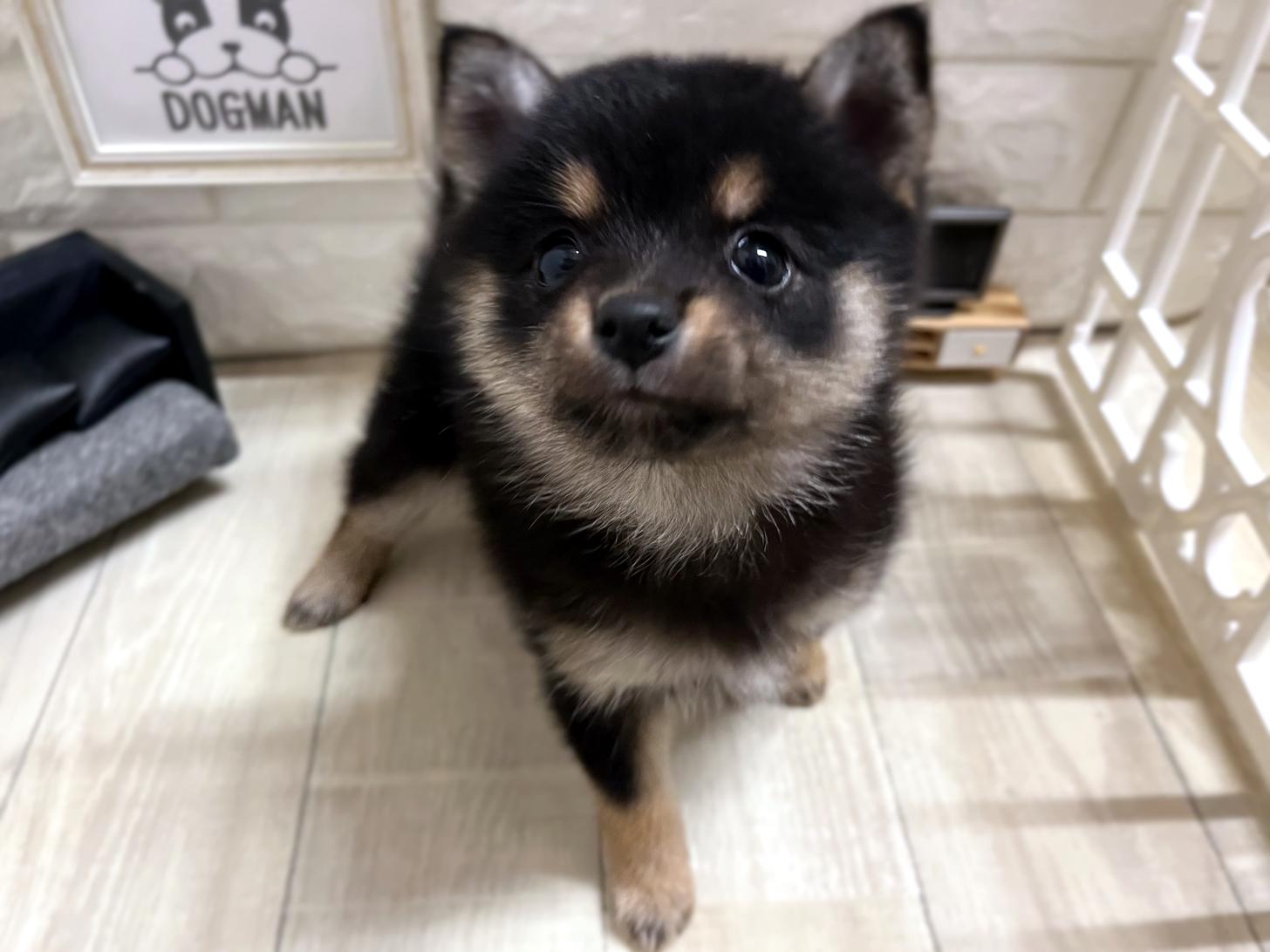 和歌山県のポメ柴/豆ポメ/ポメ豆柴(ポメラニアン×柴犬) (DOGMAN和歌山店/2025年11月15日生まれ/女の子/黒)の子犬の2枚目の画像