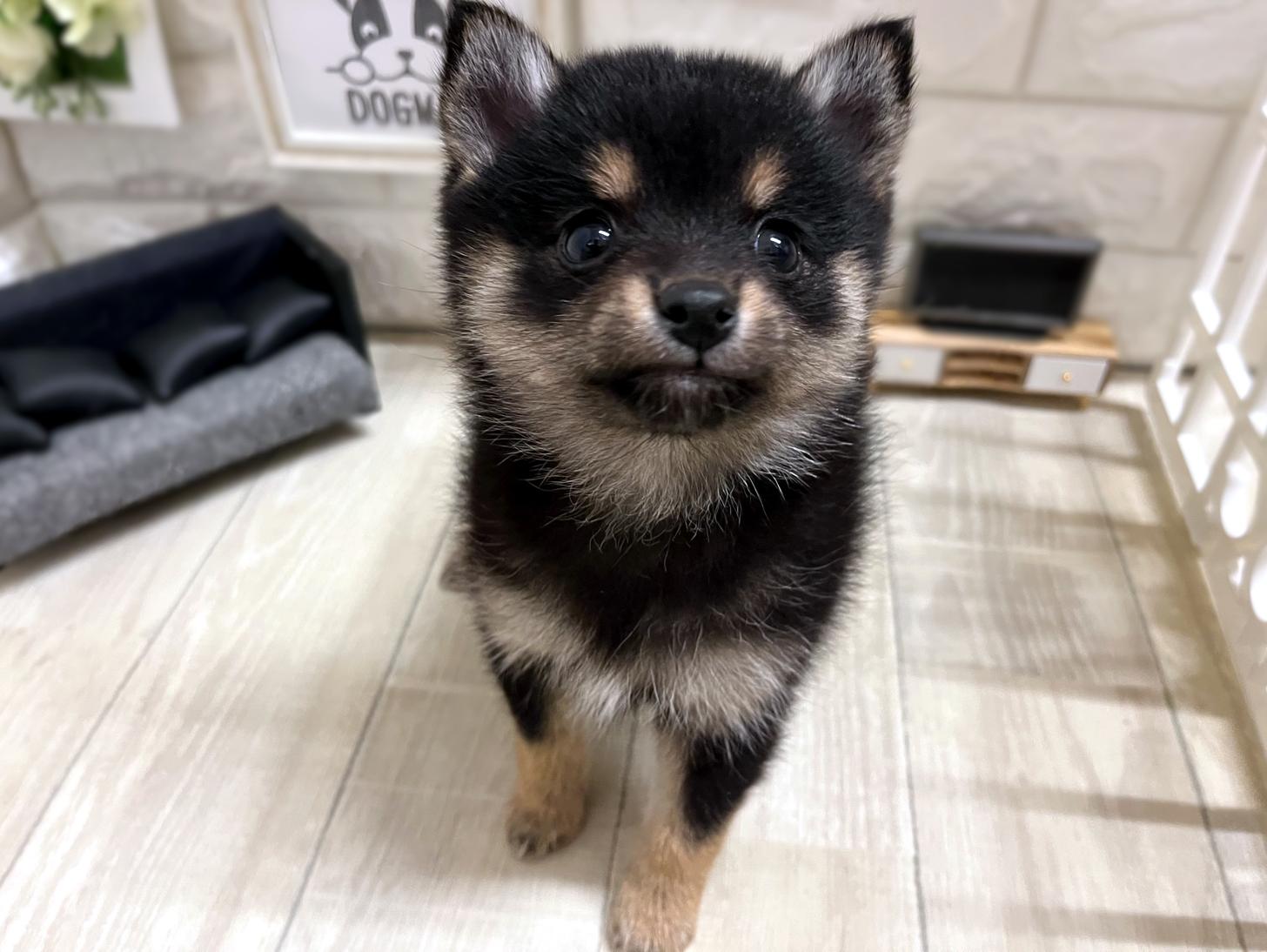 和歌山県のポメ柴/豆ポメ/ポメ豆柴(ポメラニアン×柴犬) (DOGMAN和歌山店/2025年11月15日生まれ/女の子/黒)の子犬の3枚目の画像