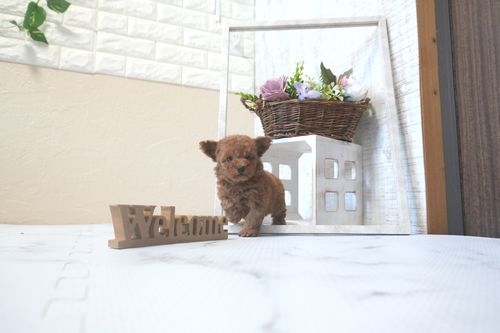 滋賀県のトイプードル(タイニー) (いっぷく湖南店/2025年9月14日生まれ/女の子/レッドフォーン)の子犬の1枚目の画像