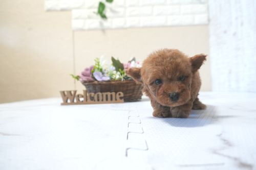 滋賀県のトイプードル(タイニー) (いっぷく湖南店/2025年9月14日生まれ/女の子/レッドフォーン)の子犬の2枚目の画像