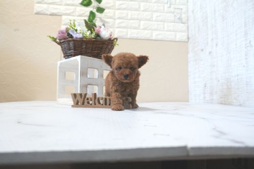 滋賀県のトイプードル(タイニー) (いっぷく湖南店/2025年9月14日生まれ/女の子/レッドフォーン)の子犬の3枚目の画像