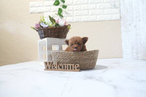 滋賀県のトイプードル(タイニー) (いっぷく湖南店/2025年9月14日生まれ/女の子/レッドフォーン)の子犬の4枚目の画像