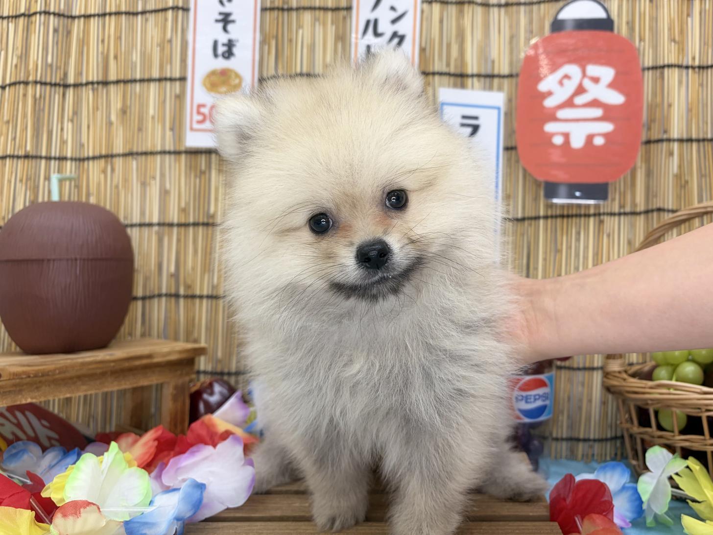 北海道のポメラニアン (ラブワンコ カインズ大曲店/2026年6月13日生まれ/男の子/オレンジセーブル)の子犬