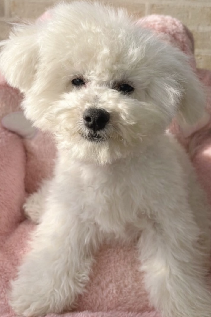 佐賀県のビションフリーゼ (スタードッグス新鳥栖店/2025年8月20日生まれ/女の子/ホワイト)の子犬の1枚目の画像