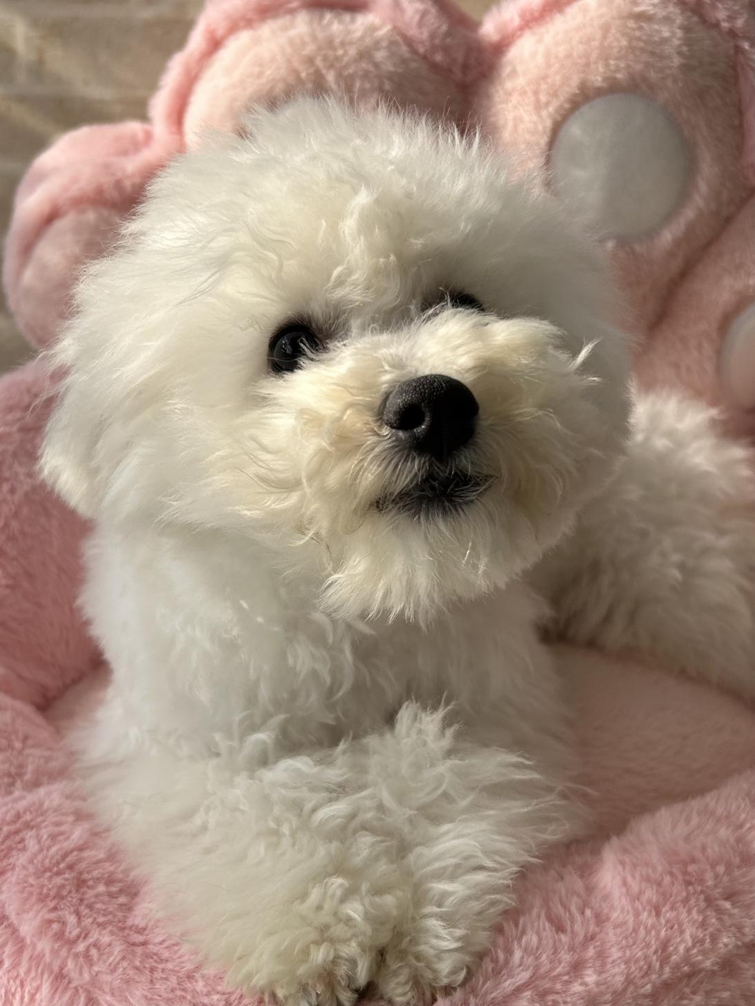 佐賀県のビションフリーゼ (スタードッグス新鳥栖店/2025年8月20日生まれ/女の子/ホワイト)の子犬の2枚目の画像