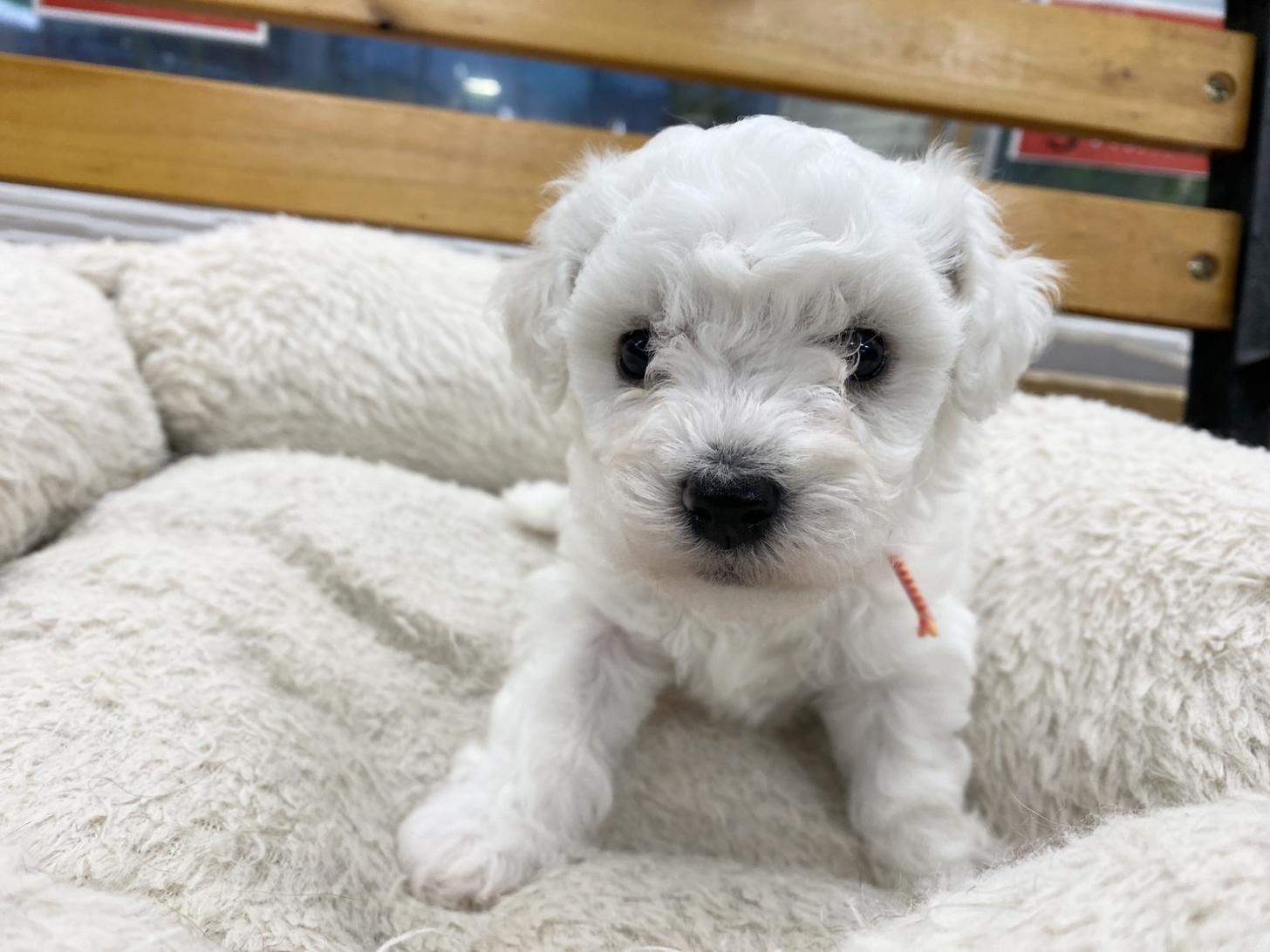 熊本県のビションフリーゼ (スタードッグス新熊本店/2025年8月20日生まれ/女の子/ホワイト)の子犬の2枚目の画像