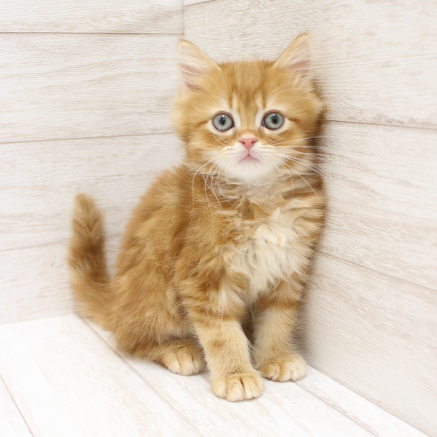 千葉県のラガマフィン (ペピカファミリー松戸店/2025年12月12日生まれ/男の子/レッドタビー)の子猫の1枚目の画像