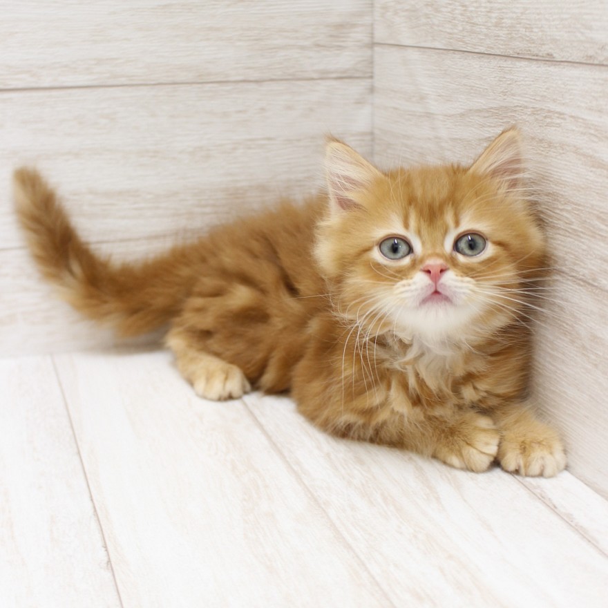 千葉県のラガマフィン (ペピカファミリー松戸店/2025年12月12日生まれ/男の子/レッドタビー)の子猫の2枚目の画像