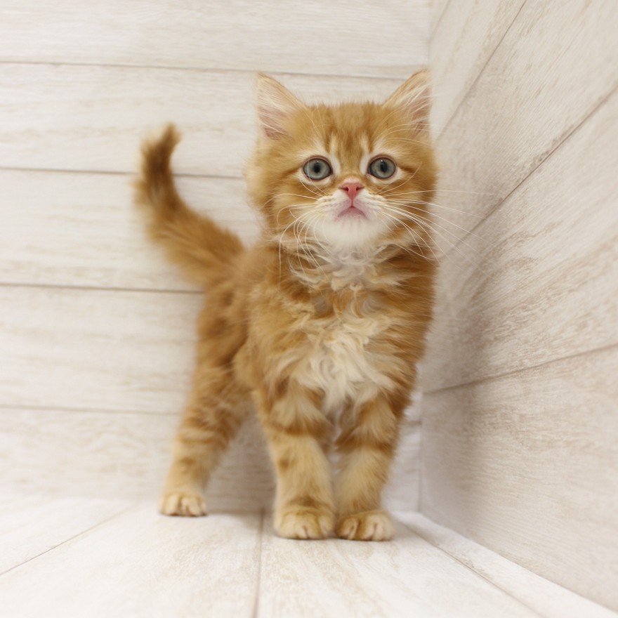 千葉県のラガマフィン (ペピカファミリー松戸店/2025年12月12日生まれ/男の子/レッドタビー)の子猫の3枚目の画像