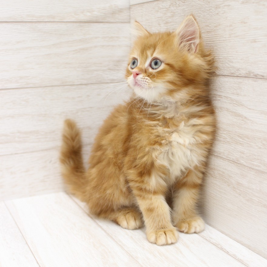 千葉県のラガマフィン (ペピカファミリー松戸店/2025年12月12日生まれ/男の子/レッドタビー)の子猫の4枚目の画像