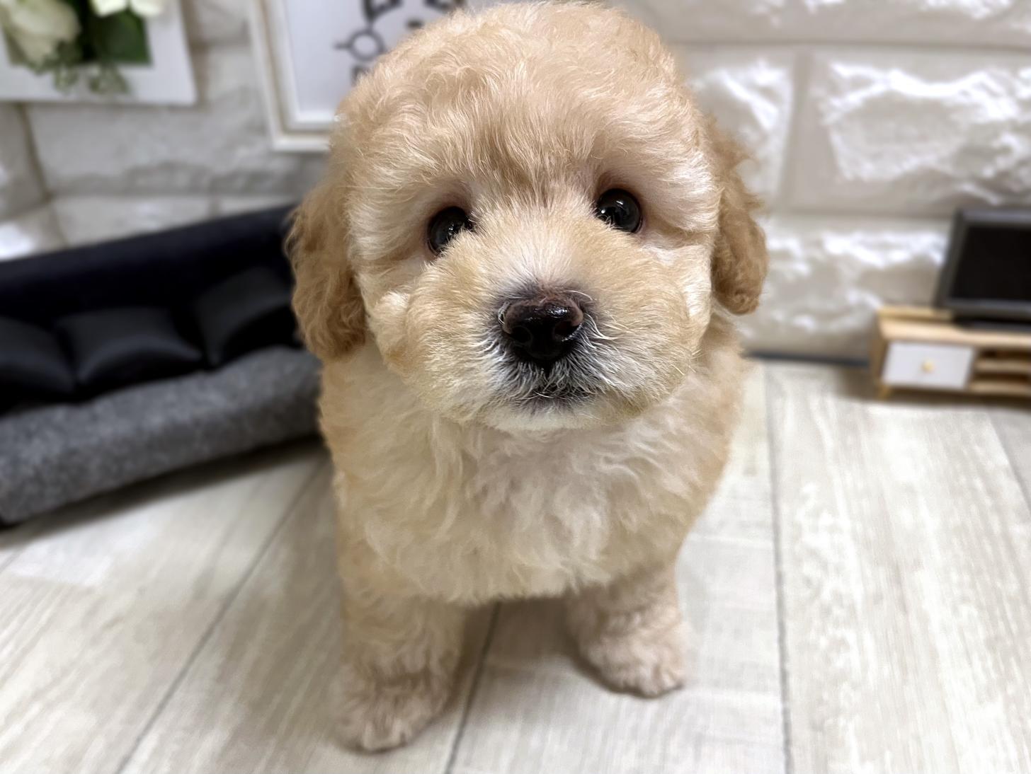 大阪府のトイプードル(トイ) (DOGMAN平野瓜破店/2026年4月22日生まれ/男の子/ペールフォーン)の子犬の1枚目の画像