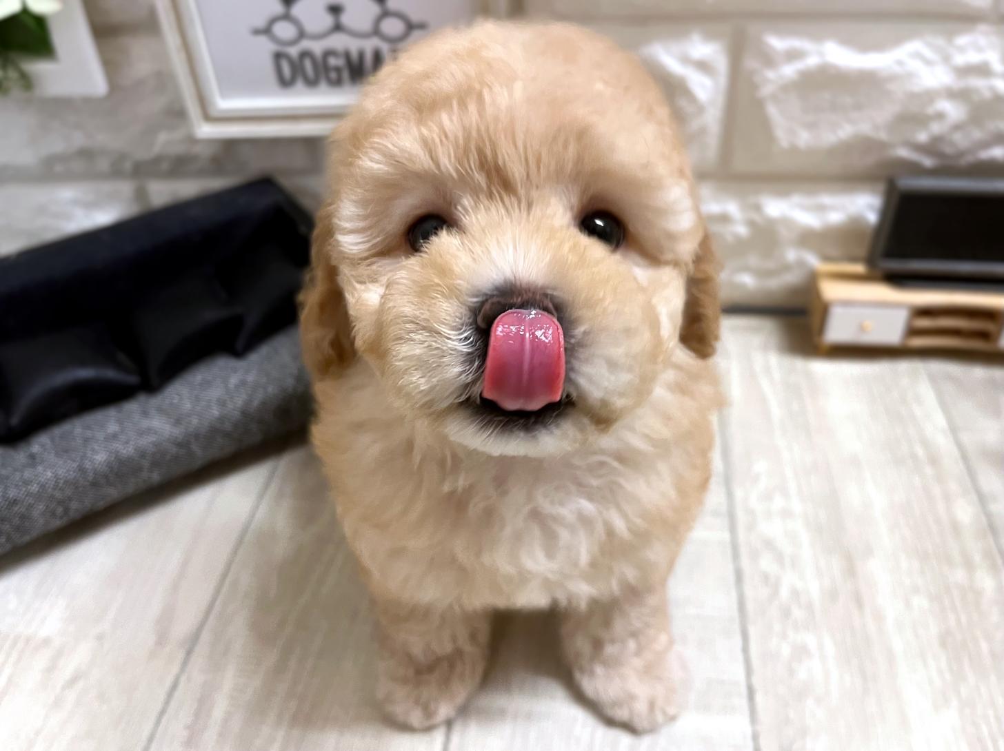 大阪府のトイプードル(トイ) (DOGMAN平野瓜破店/2026年4月22日生まれ/男の子/ペールフォーン)の子犬の2枚目の画像