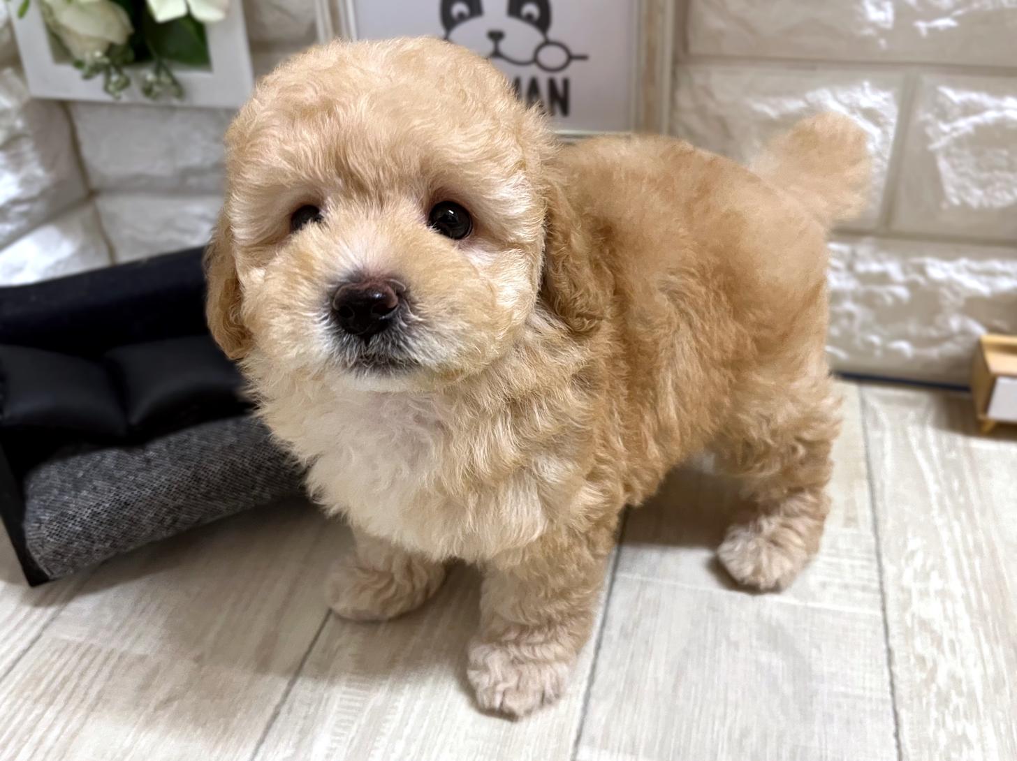 大阪府のトイプードル(トイ) (DOGMAN平野瓜破店/2026年4月22日生まれ/男の子/ペールフォーン)の子犬の3枚目の画像