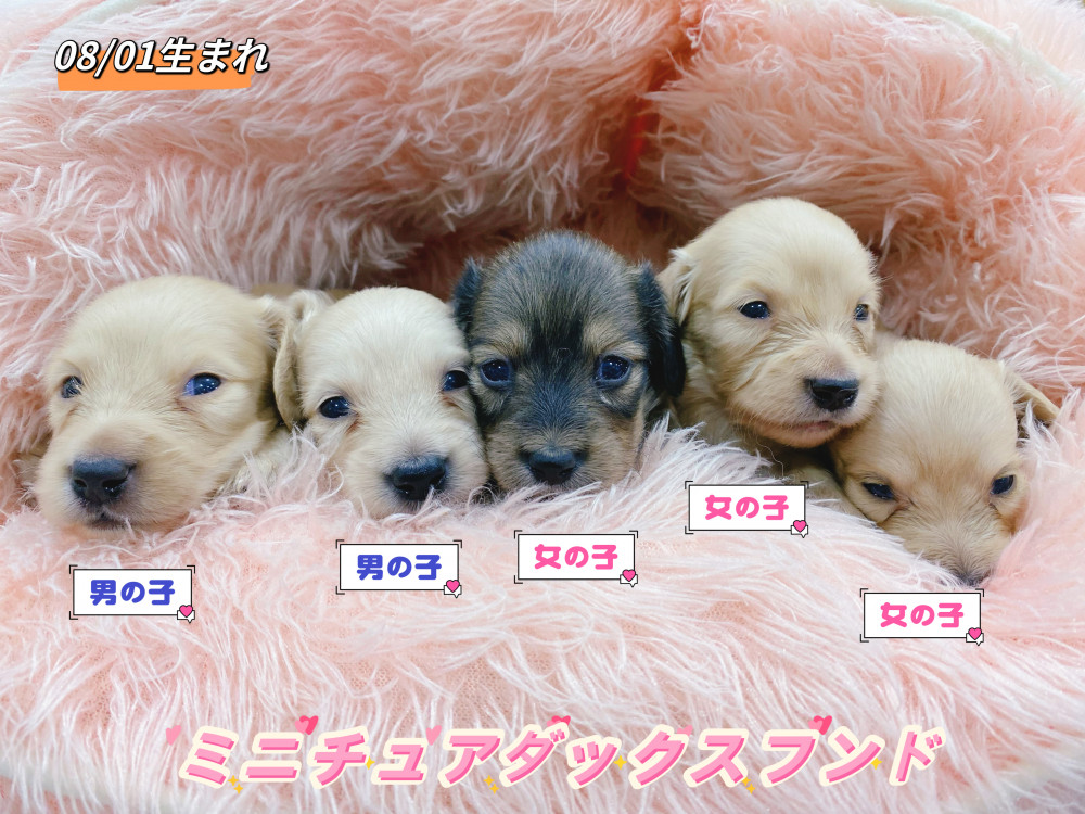 新潟県のミニチュアダックスフンド(ロング) (竹内ペット 新津本店/2026年8月1日生まれ/男の子/その他色)の子犬の1枚目の画像