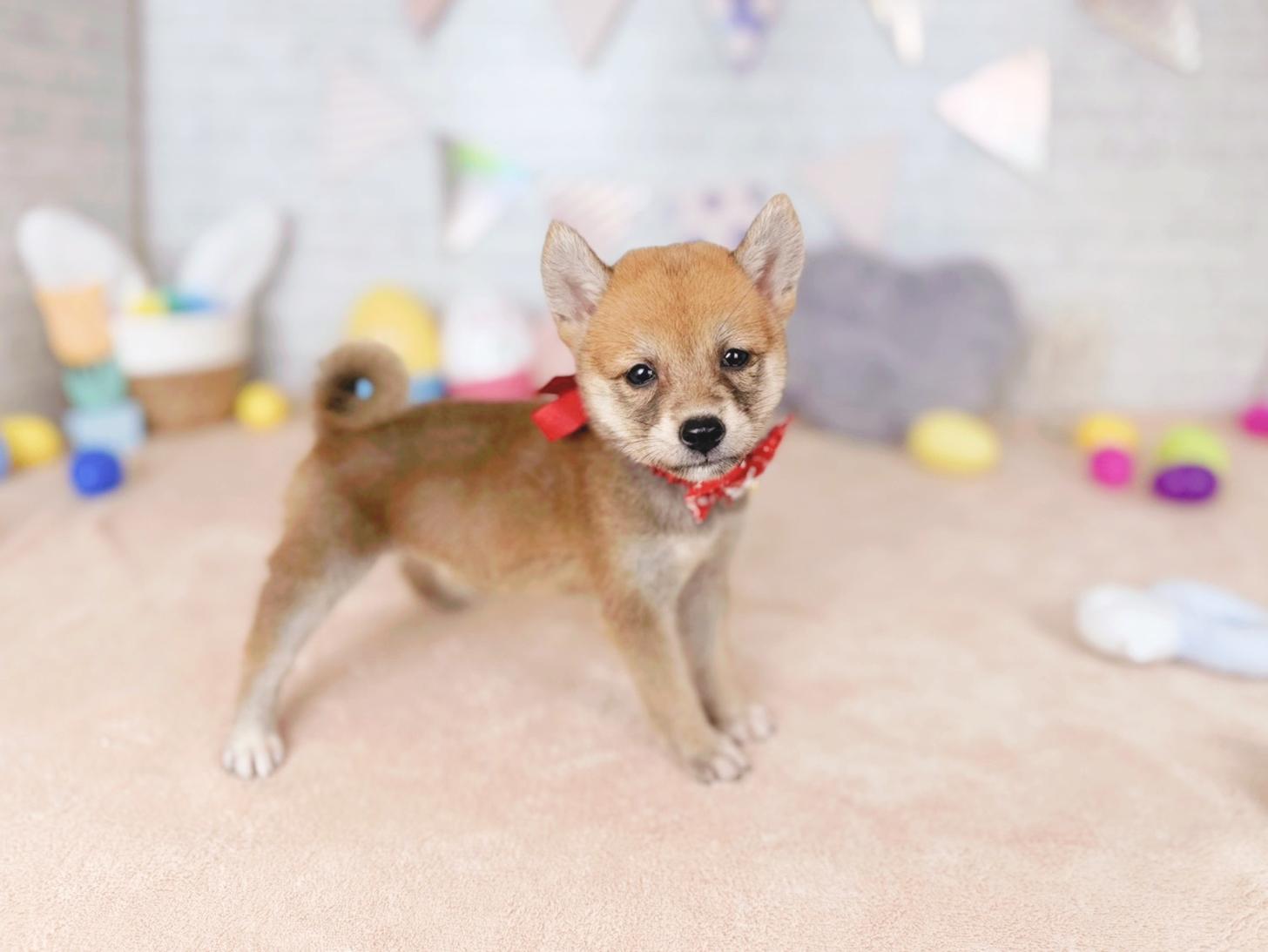 北海道の柴犬(標準サイズ) (ペットショップだんぼ/2026年8月13日生まれ/女の子/赤)の子犬の2枚目の画像