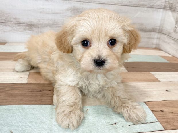 新潟県のマルプー(マルチーズ×プードル) (竹内ペット 新津本店/2025年11月17日生まれ/女の子/クリーム)の子犬の1枚目の画像