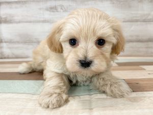 新潟県のマルプー(マルチーズ×プードル) (竹内ペット 新津本店/2025年11月17日生まれ/女の子/クリーム)の子犬の2枚目の画像