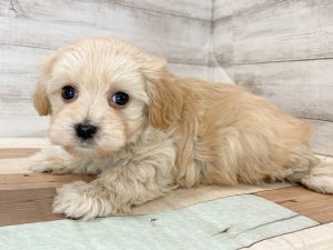 新潟県のマルプー(マルチーズ×プードル) (竹内ペット 新津本店/2025年11月17日生まれ/女の子/クリーム)の子犬の3枚目の画像