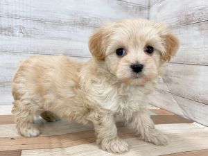 新潟県のマルプー(マルチーズ×プードル) (竹内ペット 新津本店/2025年11月17日生まれ/女の子/クリーム)の子犬の4枚目の画像