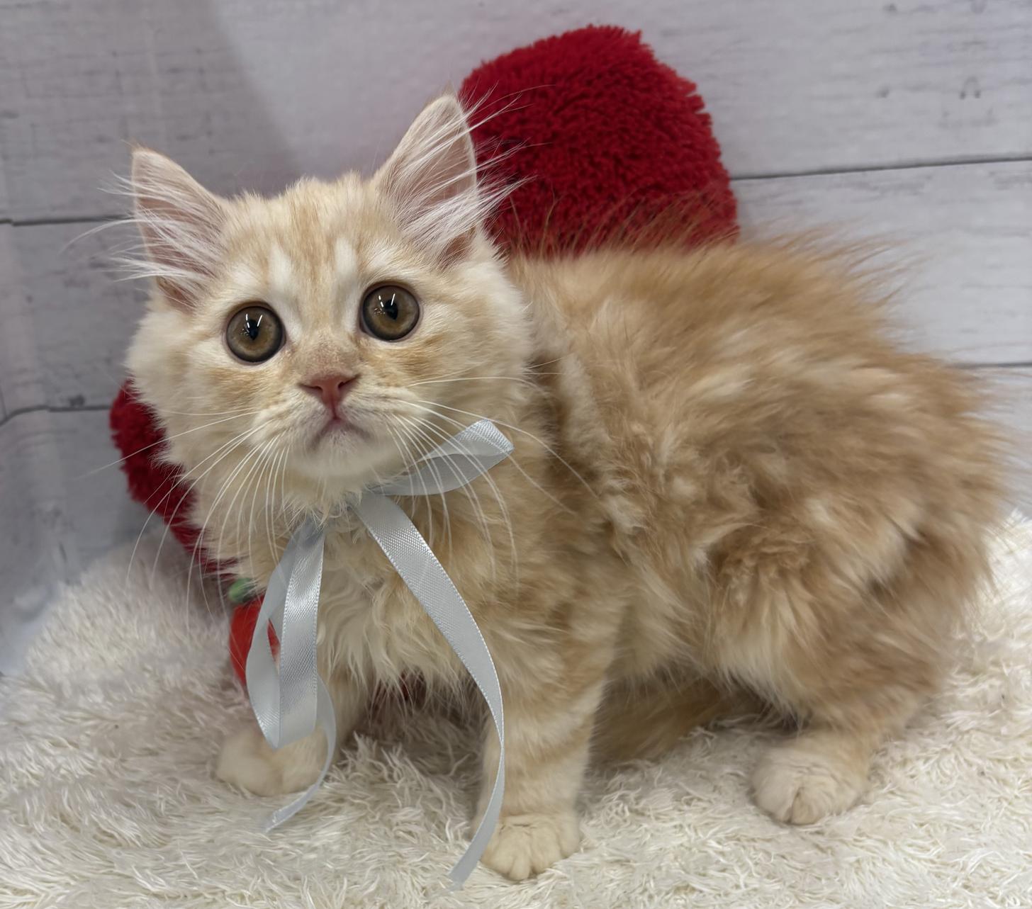 千葉県のミヌエット (ペッツワン佐倉店/2026年1月3日生まれ/男の子/クリームタビー)の子猫の1枚目の画像