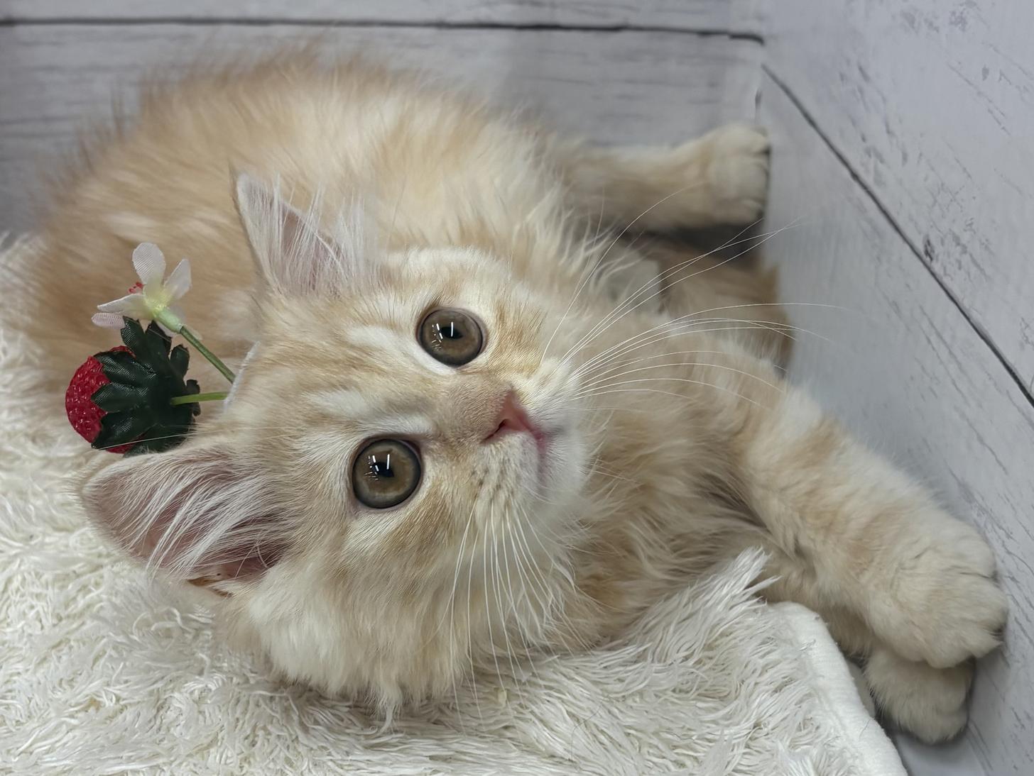 千葉県のミヌエット (ペッツワン佐倉店/2026年1月3日生まれ/男の子/クリームタビー)の子猫の2枚目の画像