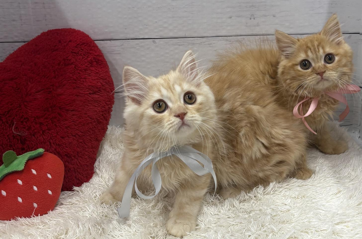 千葉県のミヌエット (ペッツワン佐倉店/2026年1月3日生まれ/男の子/クリームタビー)の子猫の3枚目の画像