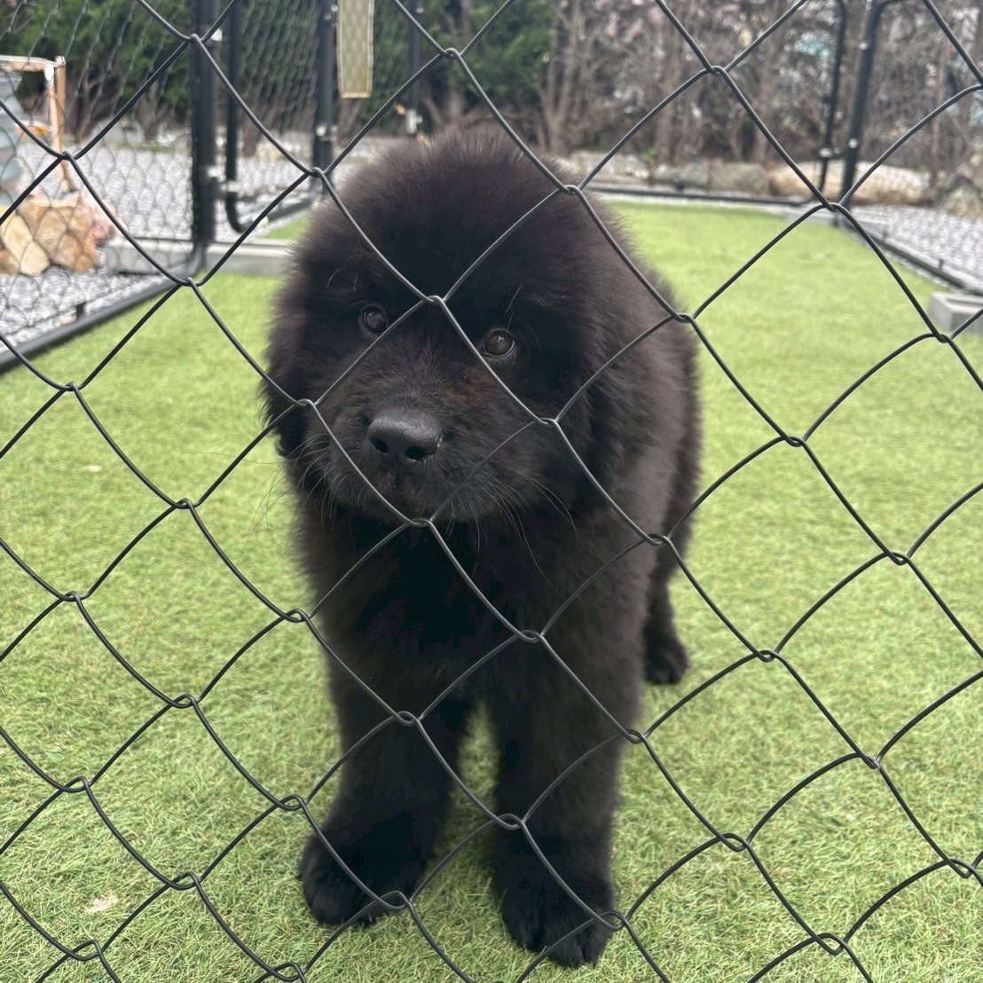 埼玉県のニューファンドランド (ADELE PETS/2025年2月7日生まれ/男の子/ブラック)の子犬