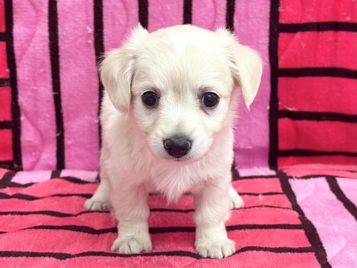 愛知県のチワックス(チワワ×ダックス) (ハピースペット春日井アミーゴ店/2025年10月22日生まれ/女の子/その他色)の子犬の1枚目の画像