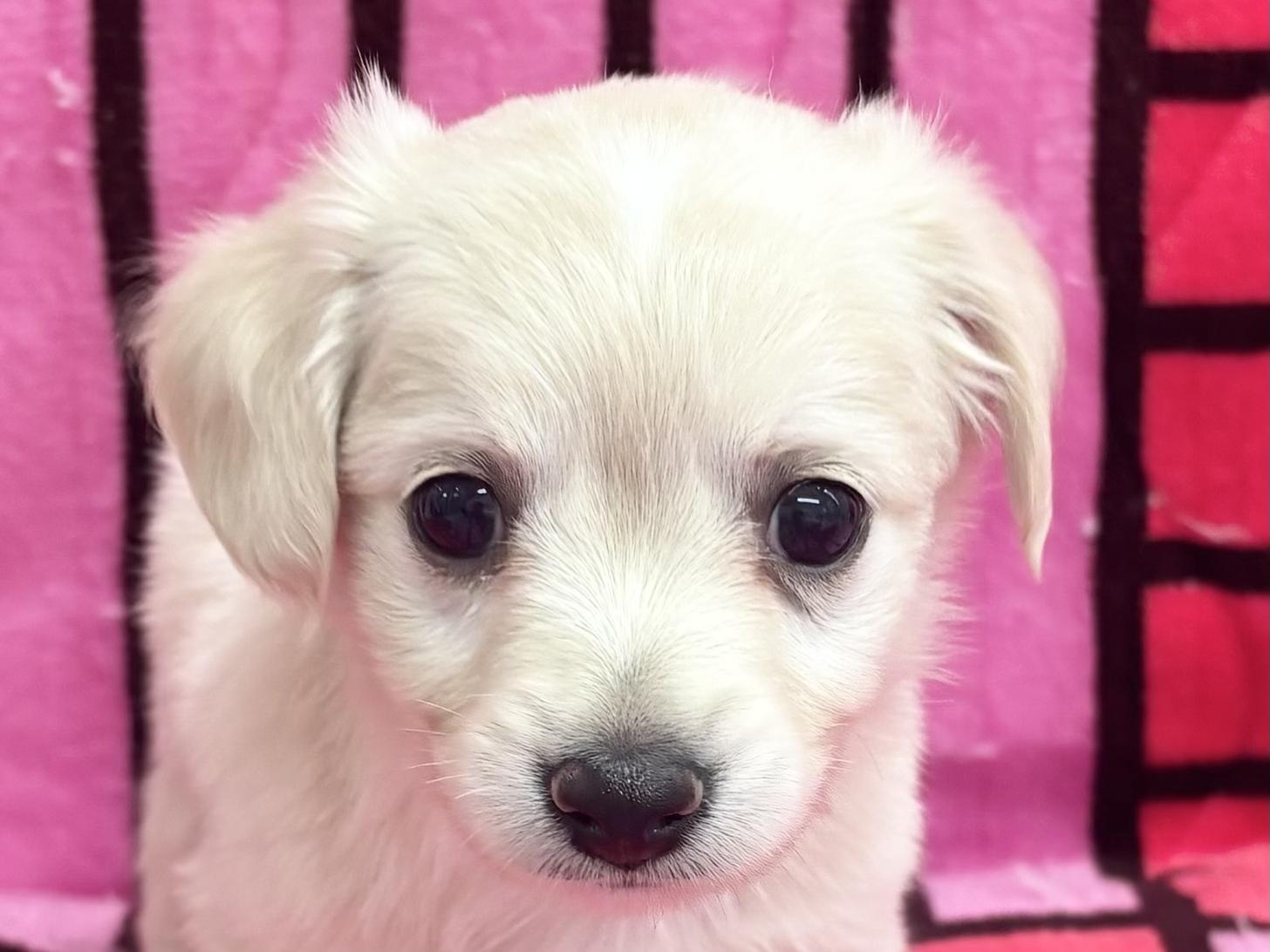 愛知県のチワックス(チワワ×ダックス) (ハピースペット春日井アミーゴ店/2025年10月22日生まれ/女の子/その他色)の子犬の2枚目の画像