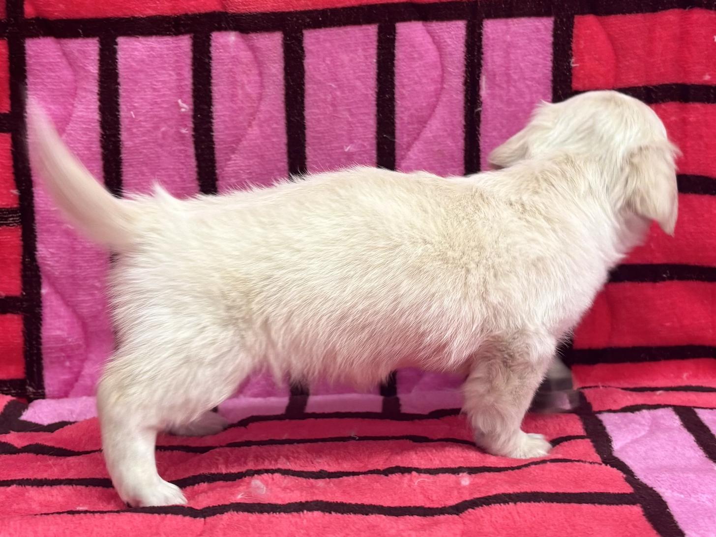 愛知県のチワックス(チワワ×ダックス) (ハピースペット春日井アミーゴ店/2025年10月22日生まれ/女の子/その他色)の子犬の3枚目の画像