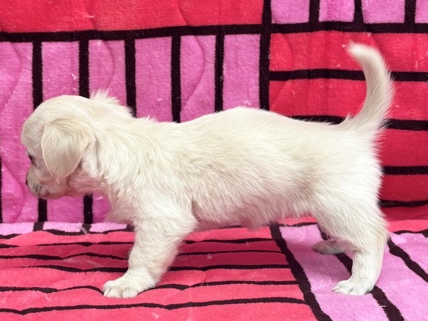 愛知県のチワックス(チワワ×ダックス) (ハピースペット春日井アミーゴ店/2025年10月22日生まれ/女の子/その他色)の子犬の4枚目の画像