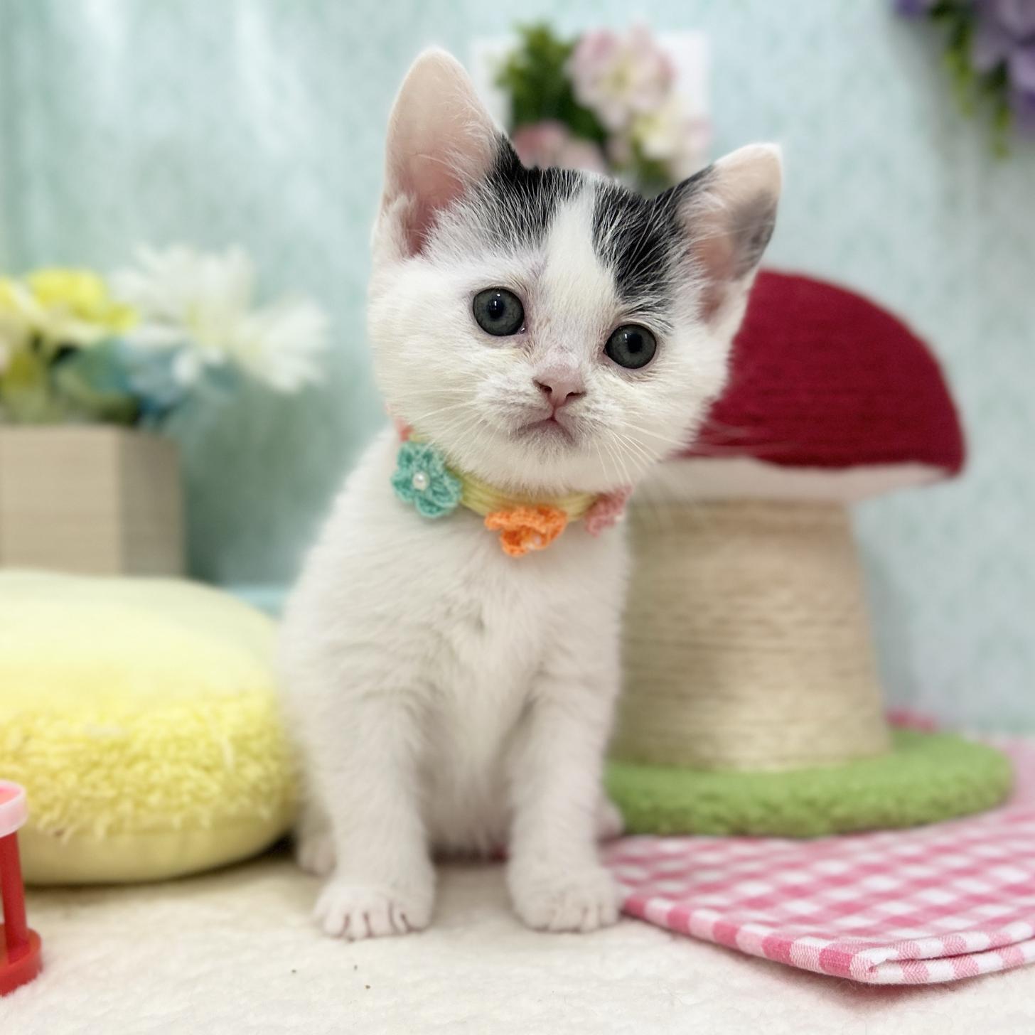 神奈川県のスコティッシュフォールド (にゃんこハウスPAW/2025年11月10日生まれ/女の子/ブラックホワイトバン)の子猫の1枚目の画像