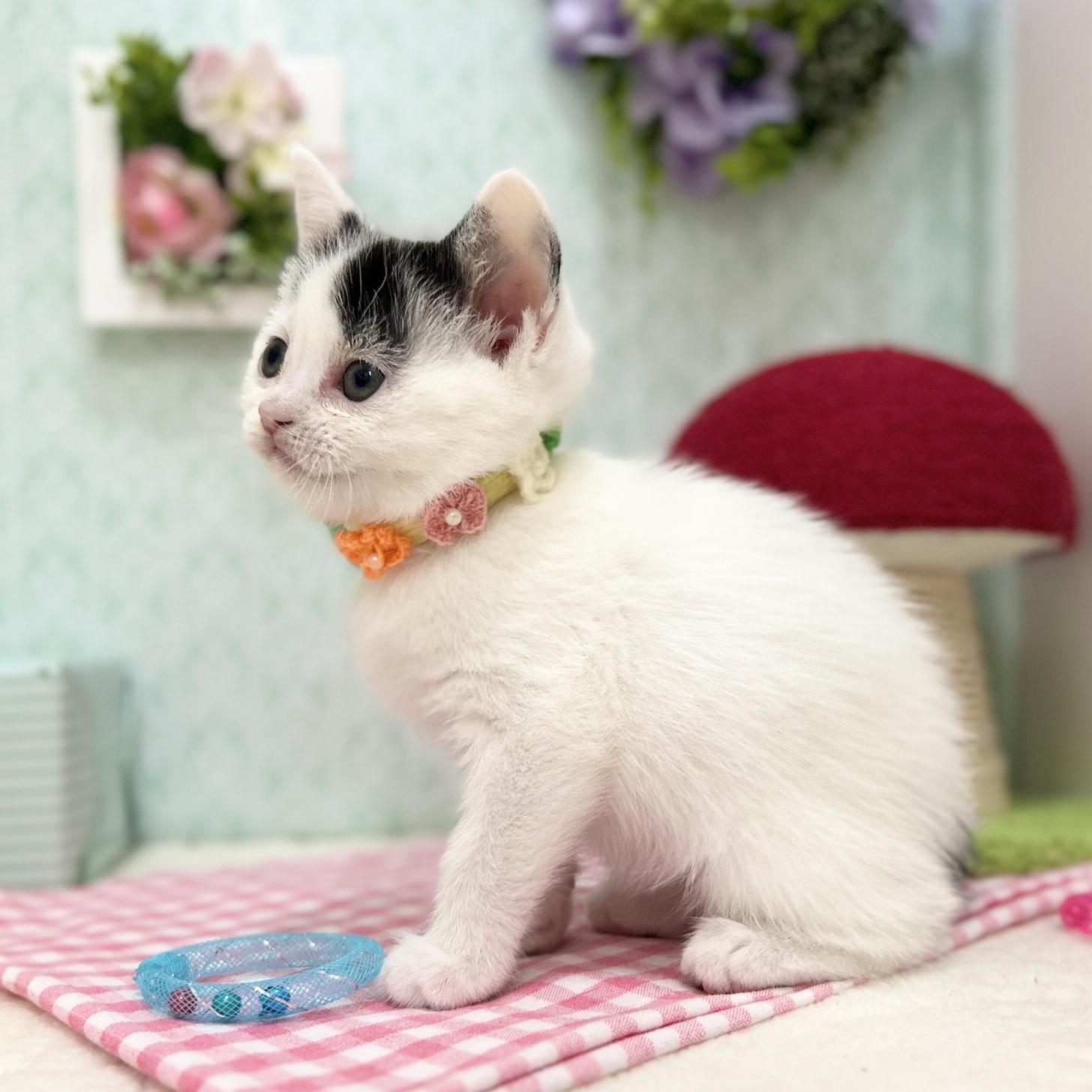 神奈川県のスコティッシュフォールド (にゃんこハウスPAW/2025年11月10日生まれ/女の子/ブラックホワイトバン)の子猫の2枚目の画像