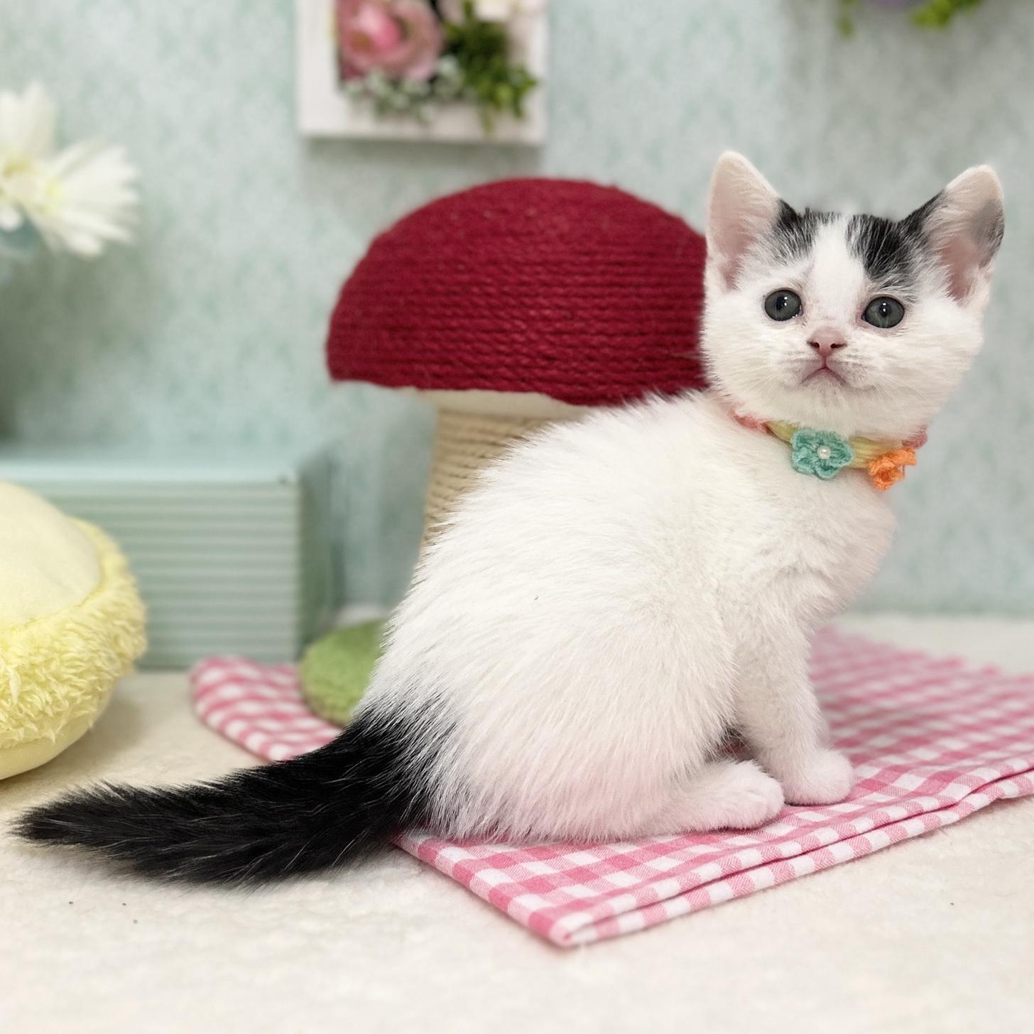 神奈川県のスコティッシュフォールド (にゃんこハウスPAW/2025年11月10日生まれ/女の子/ブラックホワイトバン)の子猫の3枚目の画像