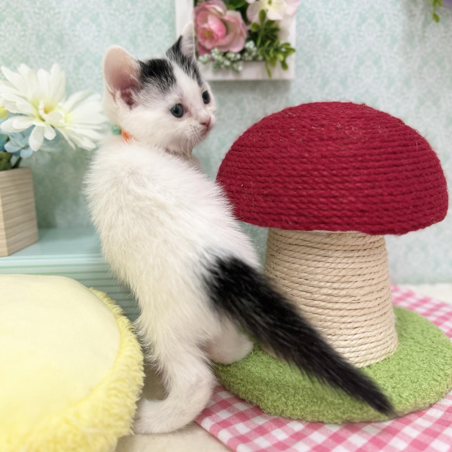 神奈川県のスコティッシュフォールド (にゃんこハウスPAW/2025年11月10日生まれ/女の子/ブラックホワイトバン)の子猫の4枚目の画像