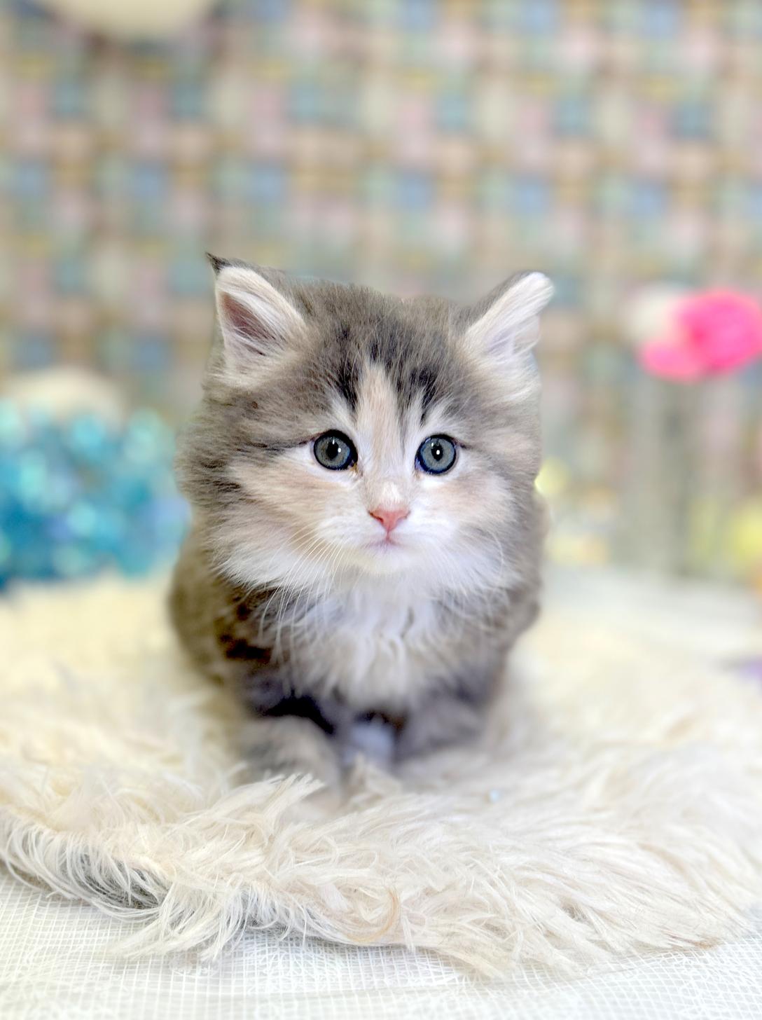 北海道のサイベリアン (ラブワンコ平岸店/2026年1月27日生まれ/女の子/ブラウンタビーホワイト)の子猫