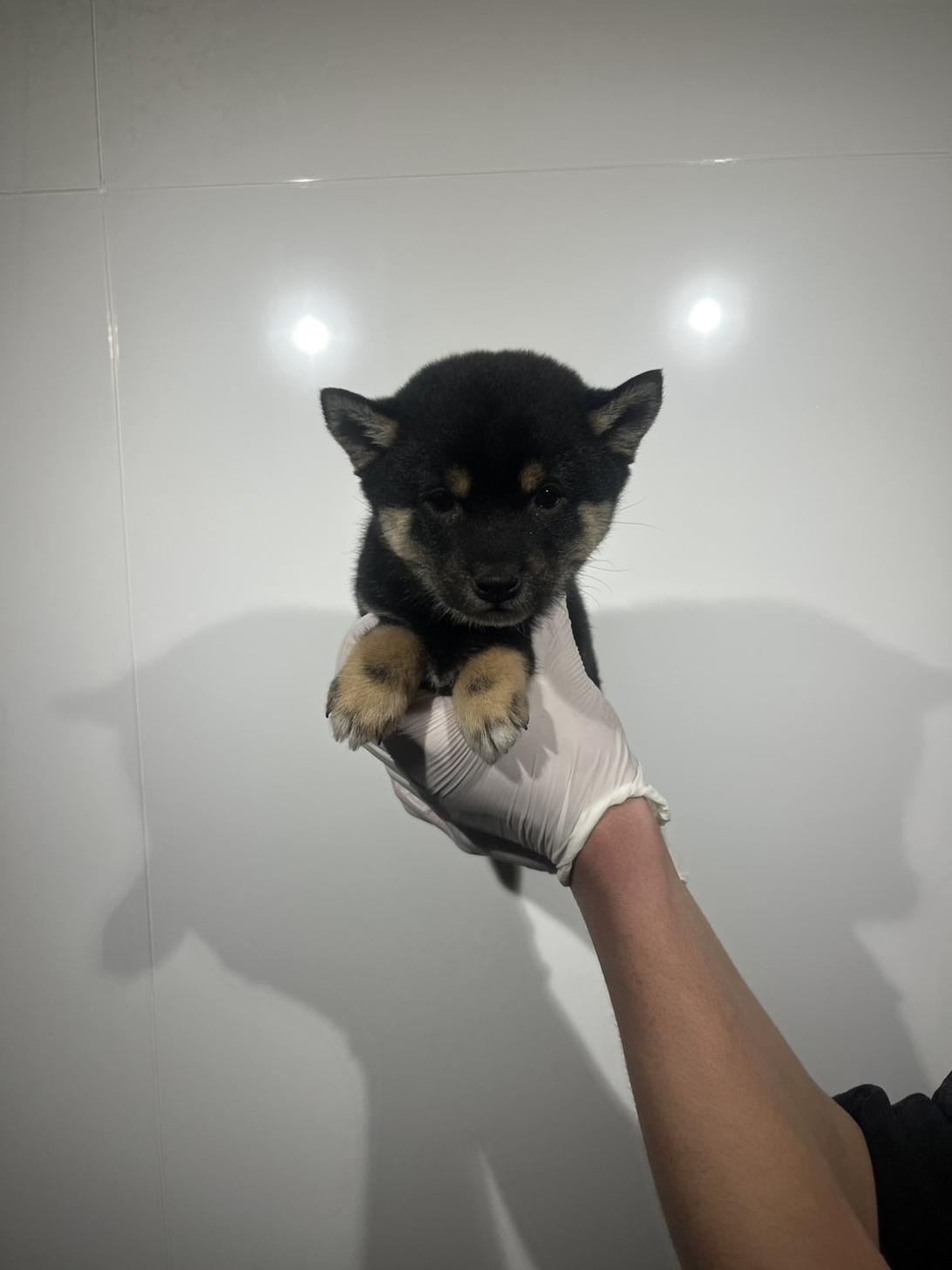 埼玉県の豆柴 (ペッツスマイル加須インター店/2025年12月22日生まれ/男の子/黒)の子犬の1枚目の画像