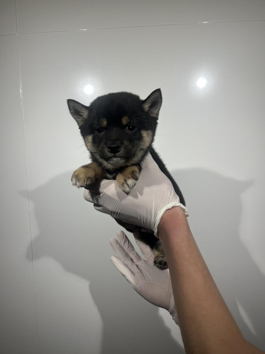 埼玉県の豆柴 (ペッツスマイル加須インター店/2025年12月22日生まれ/男の子/黒)の子犬の2枚目の画像