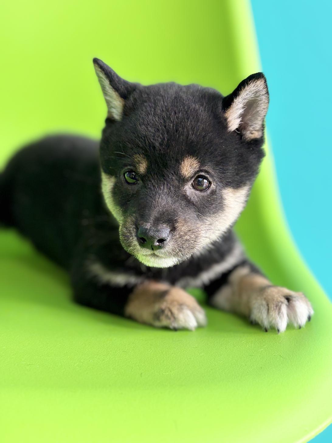 埼玉県の豆柴 (ペッツスマイル加須インター店/2025年12月22日生まれ/男の子/黒)の子犬の2枚目の画像